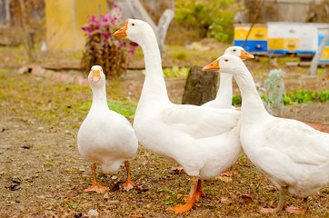 Obraz premium a group of four white geese walks in the backyard, close-up