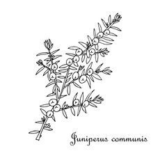 Juniper branch, cone art design elements nature monochrome sketch object isolated stock vector illustration for web, for print