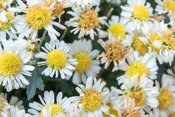 Beautiful flowers as background