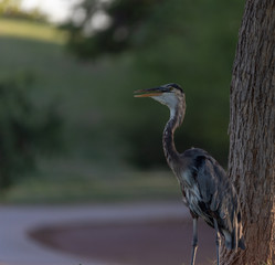 Heron