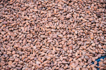 Cocoa seed sprouting background.