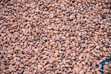 Cocoa seed sprouting background.
