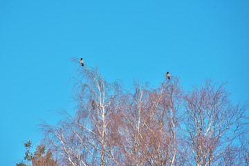 Three hooded crows perching on the top of the birch tree against the background of clear blue sky on sunny winter day