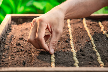 Closeup of a Young Coffee Plant Sprout Seedling from the Ground.