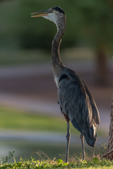 Fototapeta premium Heron