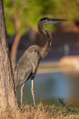 Heron