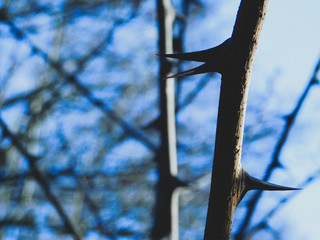 Contraste épines noires sur fond bleu