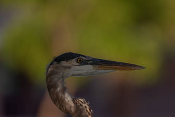 Heron