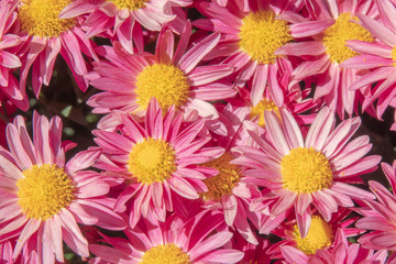 Beautiful flowers as background