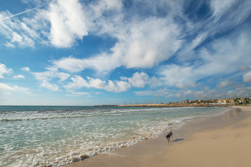Landscape coast dog on the beach of the Mediterranean Sea in Spain
