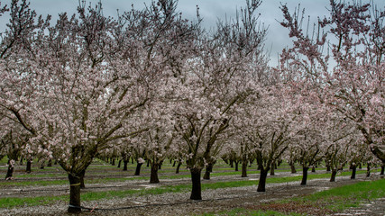An almond orchard blossoming in the spring in California, USA,.