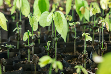 Cocoa Trees Is Growing New On The Farm
