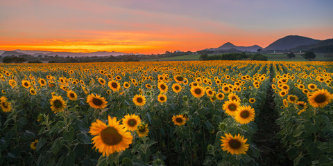 Obraz premium Blooming sunflower plants in the countryside at sunset