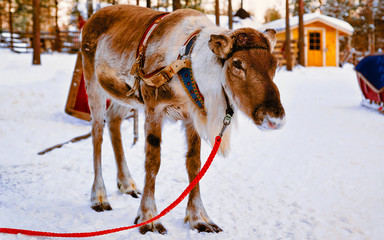 Reindeer sleigh in Finland in Rovaniemi at Lapland farm. Christmas sledge at winter sled ride safari with snow Finnish Arctic north pole. Fun with Norway Saami animals.