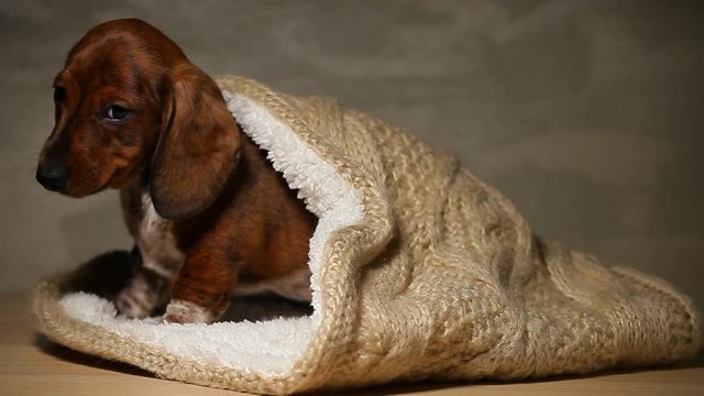 wool scarf puppy portrait wooden table hd footage 