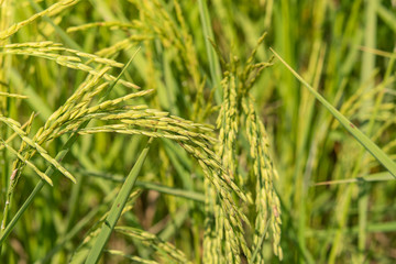 Rice seed ripe in field. Rice seed ripe and green leaves in rice field with soft warm light in the morning