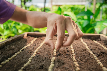 Closeup of a Young Coffee Plant Sprout Seedling from the Ground.