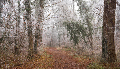 gefrorener Wald in den Rheinauen