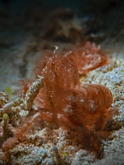 Orangutan Crab, Orang-Utan Krabbe (Achaeus japonicus)