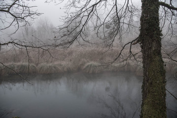 Geforener Auenwald am Rhein 