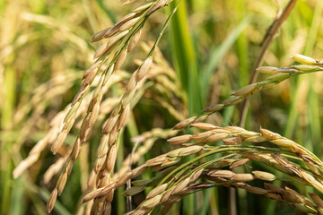 Rice seed ripe in field. Rice seed ripe and green leaves in rice field with soft warm light in the morning