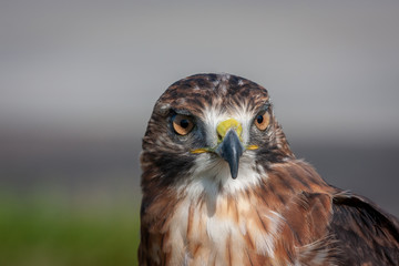 A closeup portrait of a red-tailed falcon (Buteo jamaicensis)