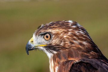 A closeup side portrait of a red-tailed falcon (Buteo jamaicensis)