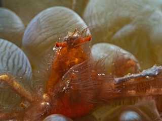 Orangutan Crab, Orang-Utan Krabbe (Achaeus japonicus)