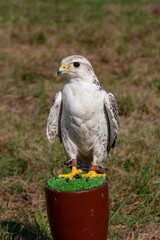 Gyrfalcon sitting on a perch