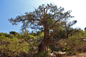 Fototapeta premium landscape of juniper on the mountain