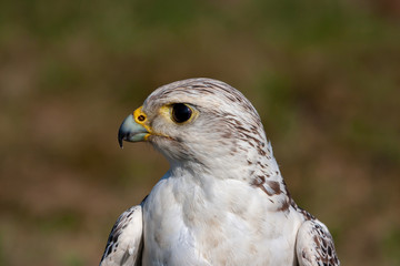 Gyrfalcon 