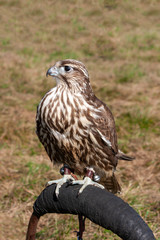 Saker falcon resting on a perch