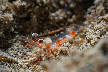 Night Shrimp (Processidae)