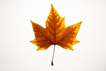 Naklejka na ściany i meble Red and yellow autumn maple leaf