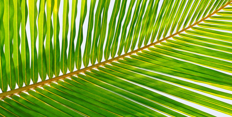 Coconut palm leaves on sky background. Wide photo.