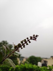 a flower with a solid background