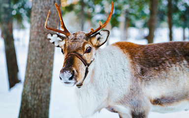 Reindeer sleigh in Finland in Rovaniemi at Lapland farm. Christmas sledge at winter sled ride safari with snow Finnish Arctic north pole. Fun with Norway Saami animals. © Roman Babakin
