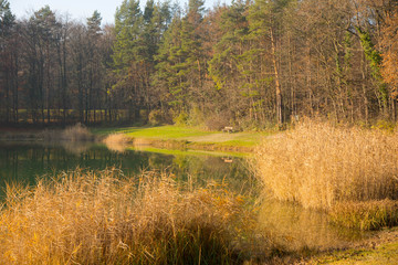 See bei Sasbach im Kaiserstuhl im Spätherbst