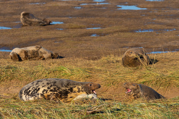 Grey Seals Cows Fighting on the Beach