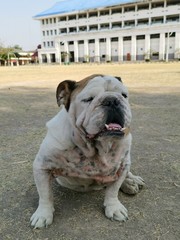english bulldog in park