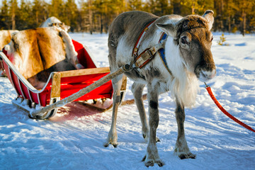 Reindeer sleigh in Finland in Rovaniemi at Lapland farm. Christmas sledge at winter sled ride safari with snow Finnish Arctic north pole. Fun with Norway Saami animals. © Roman Babakin