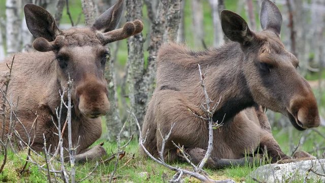 moose elk couple animals on ground laying to masticate front view