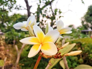 frangipani flowers in garden