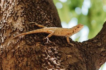 Closeup shot of the chameleon © Shiv Mer