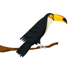 toucan animal exotic in branch isolated icon vector illustration design