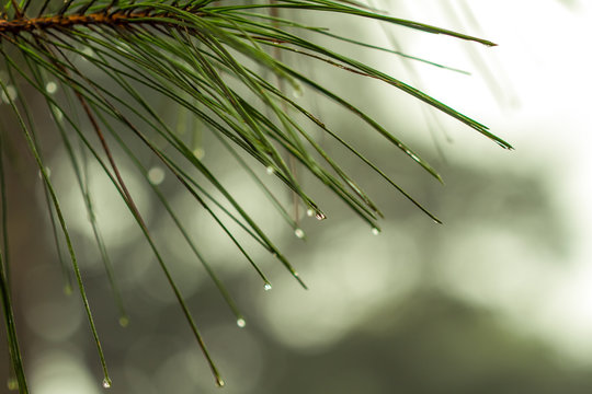 drops of dew on green grass - Powered by Adobe