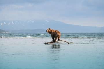 Ruling the landscape, brown bears of Kamchatka (Ursus arctos beringianus)