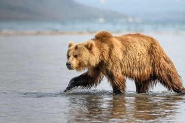 Obraz na płótnie Canvas Ruling the landscape, brown bears of Kamchatka (Ursus arctos beringianus)