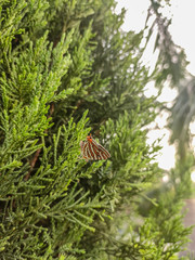 Butterfly on a leaf.
