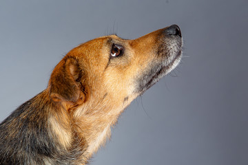 Portret zapatrzonego psa